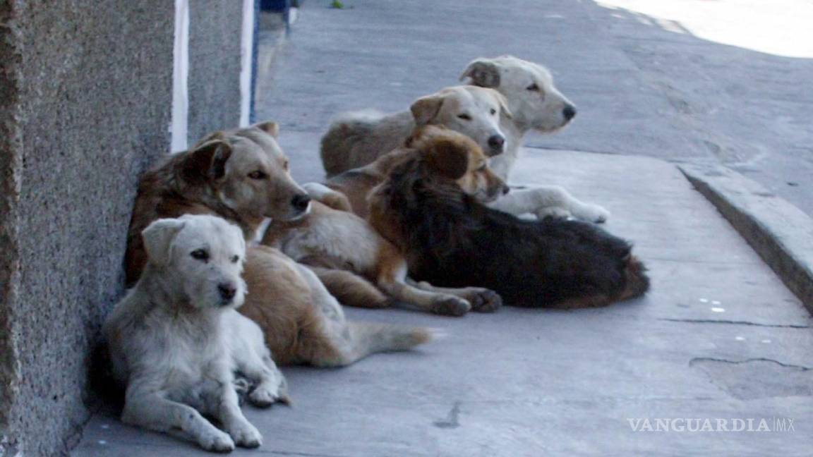 Piedras Negras ha rescatado a decenas de perros hacinados y maltratados