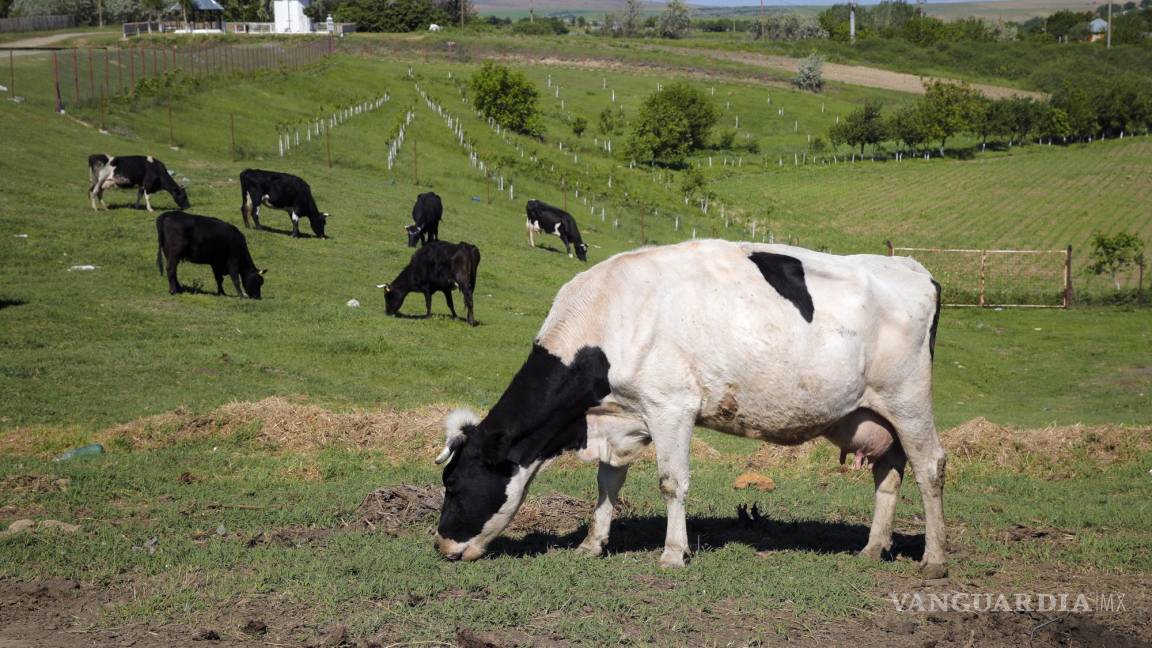 Dinamarca pondrá un impuesto a vacas y cerdos por las emisiones en flatulencias, siendo un hito global