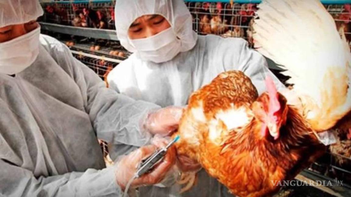 Nueva gripe aviar tiene un mayor riesgo de propagación en humanos