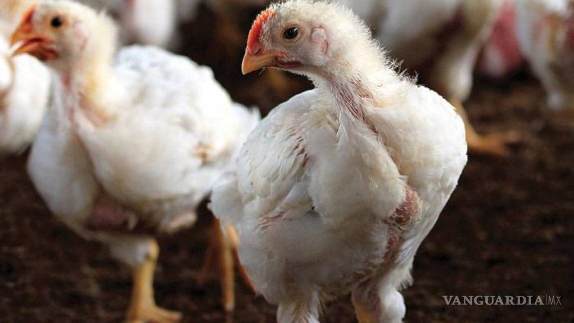 Detectan brote de influenza aviar en Aguascalientes, decretan cuarentena para la industria avícola