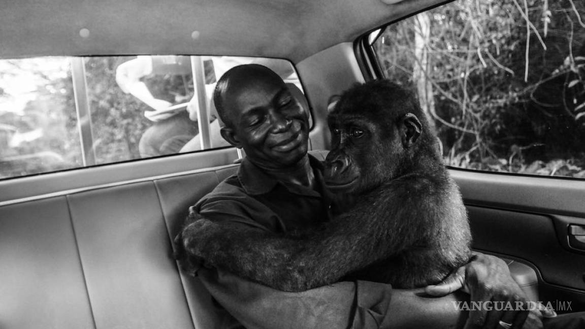 Foto de gorila rescatado del mercado negro es elegida como la mejor del año