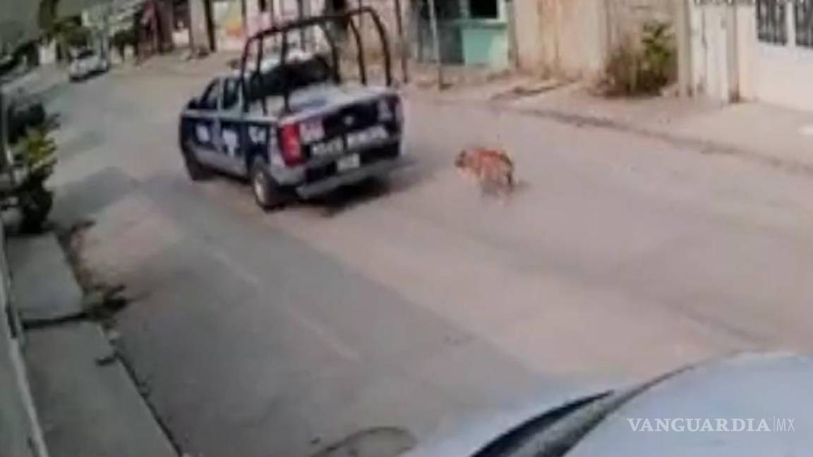 Policías en Chiapas maltratan a perro, además detienen a taxista que los grabó