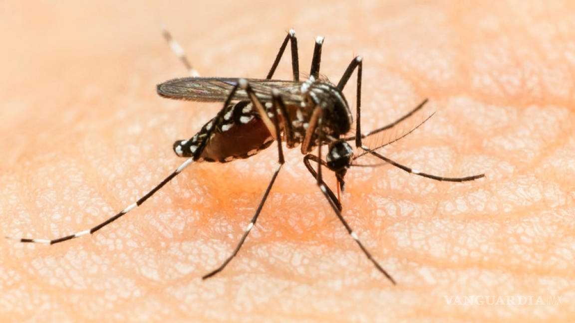 Confirmados en México 34 enfermos por el virus Zika