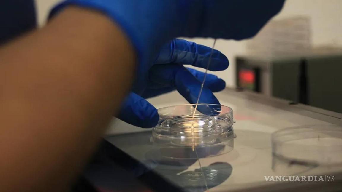 Un equipo de científicos encontró hasta ocho polímeros distintos en el semen humano