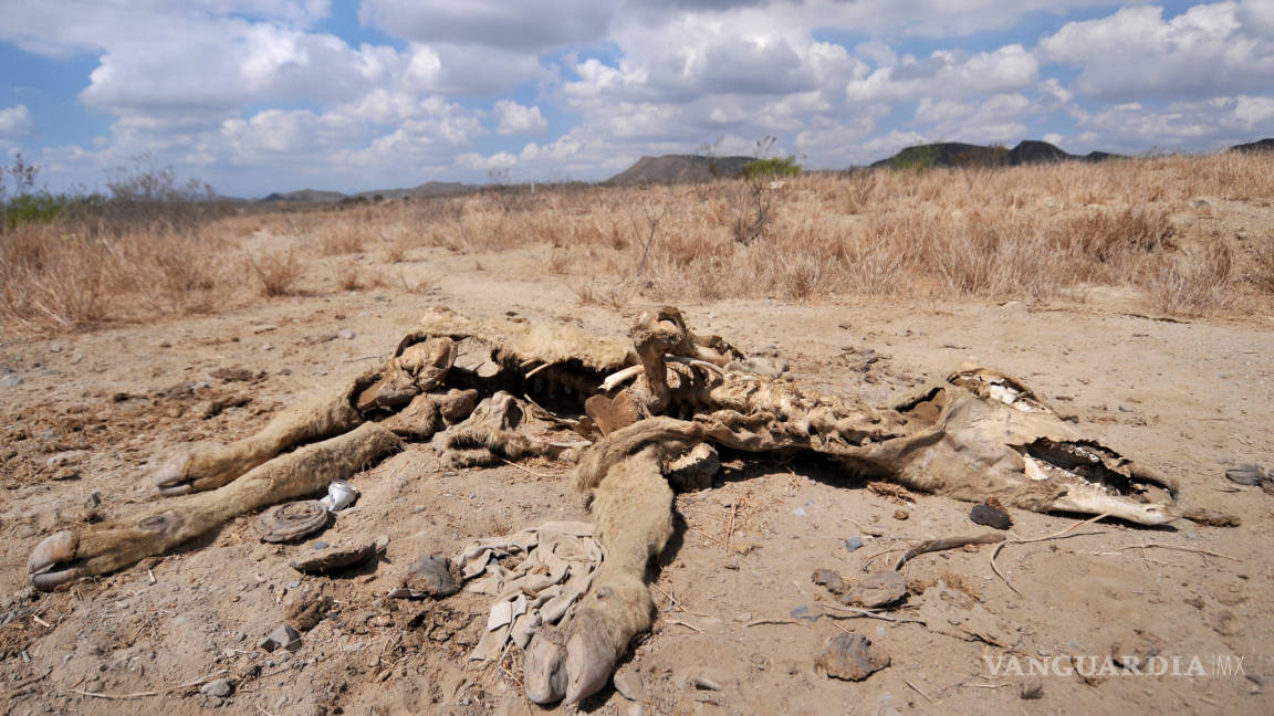 Inicia muerte de ganado en Coahuila por falta de lluvias