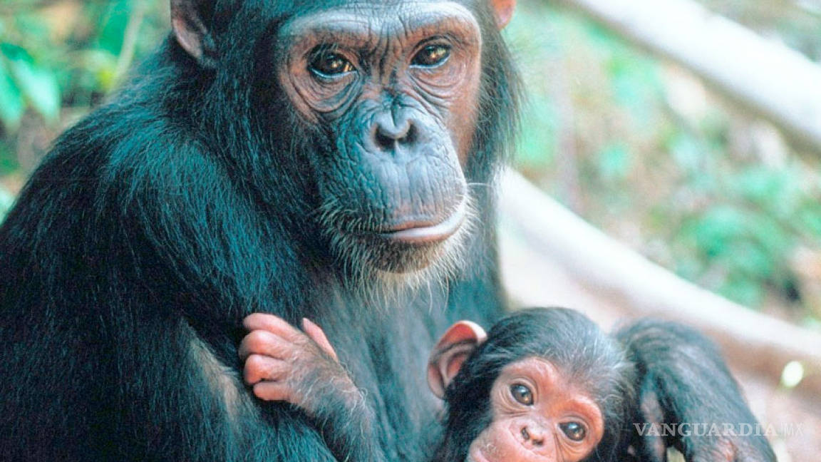EU ya no usará chimpancés para investigación médica