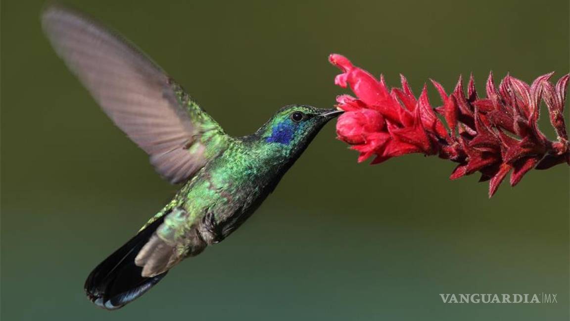 Colibríes, polinizadores indispensables