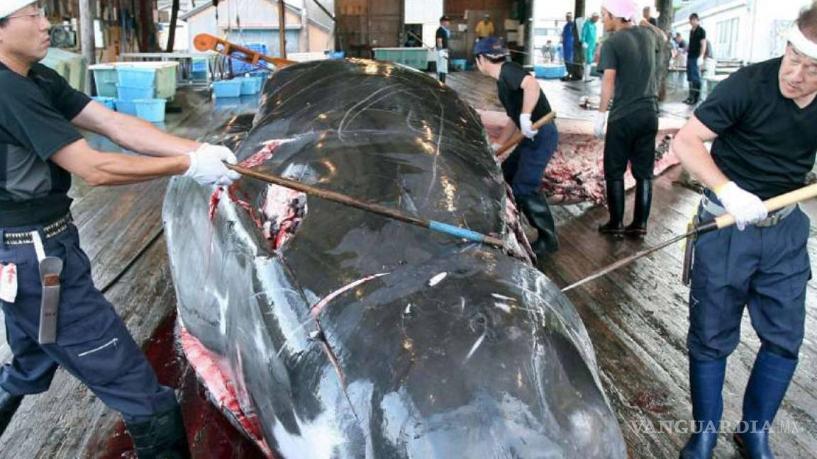 Hoy Japón vuelve a la caza de ballenas en la Antártida