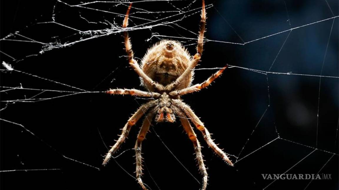 Alertan por arañas en los hogares de Nuevo León