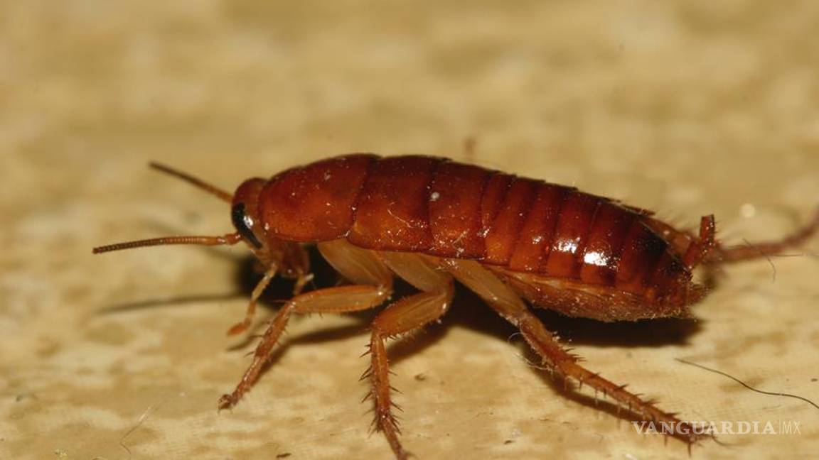 Retiran una cucaracha del oído de un australiano