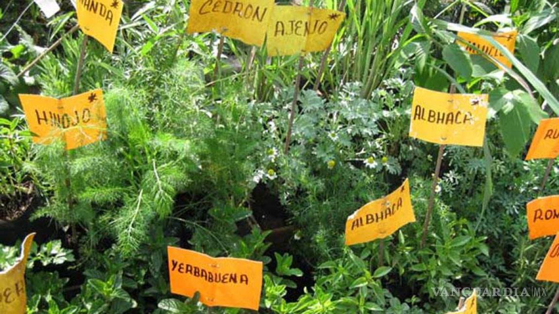 Diseñando el huerto aromático y medicinal