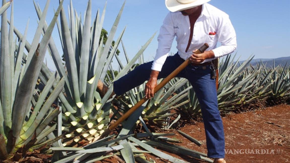 El agave azul podría tratar obesidad y diabetes