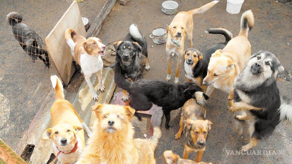 Acuña: disminuye población canina callejera en tras campañas de esterilización