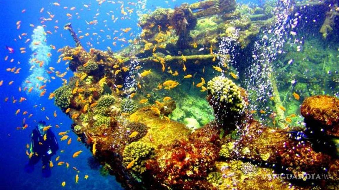 Descubren gran arrecife de coral de agua fría en el Golfo de México