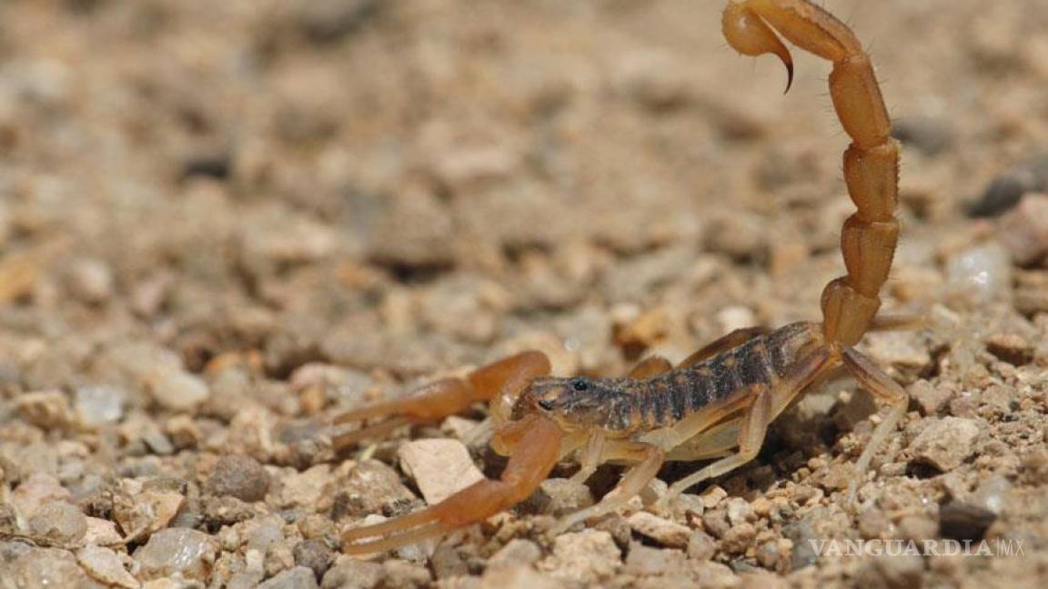 Veneno de alacrán, milagro cubano contra el cáncer