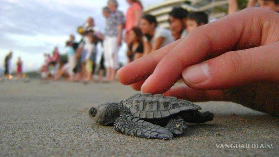 México, líder en preservación y conservación de la tortuga marina