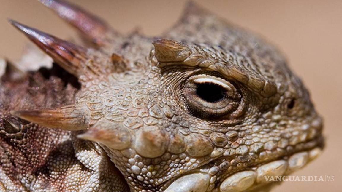 Descubren nueva especie de lagartija en México Descubren nueva especie de lagartija en México