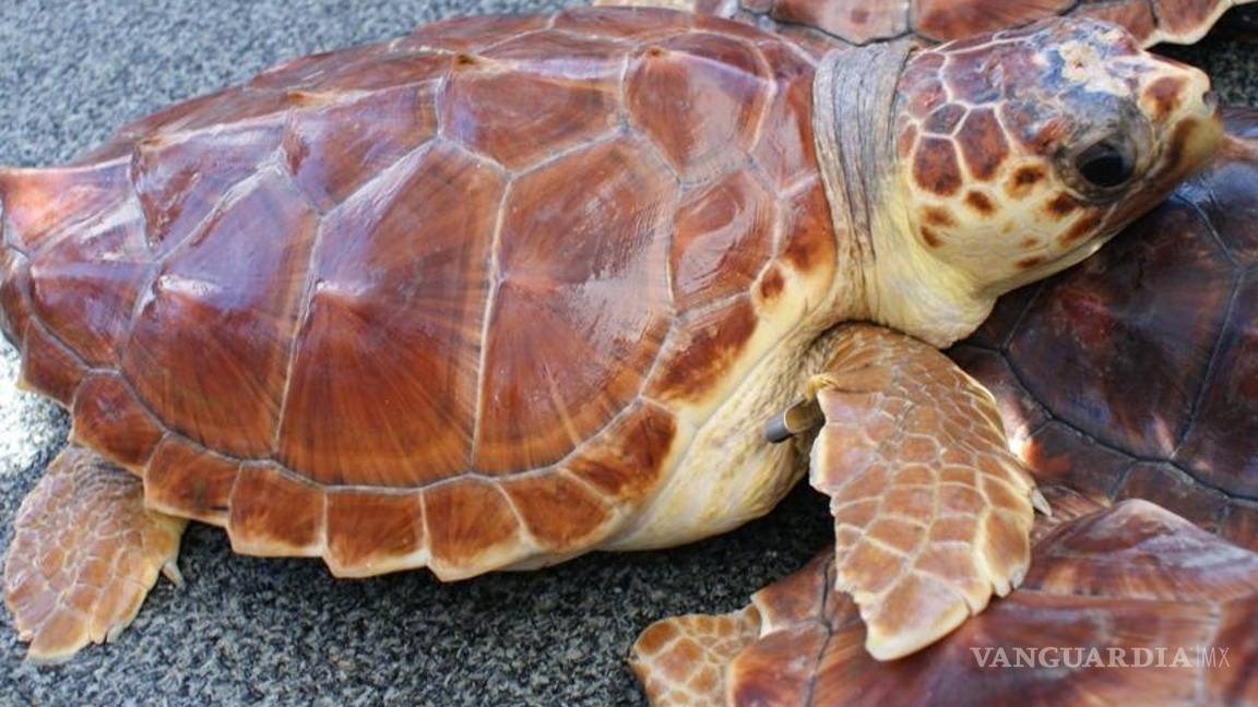 Cousteau pide proteger a la tortuga caguama en México