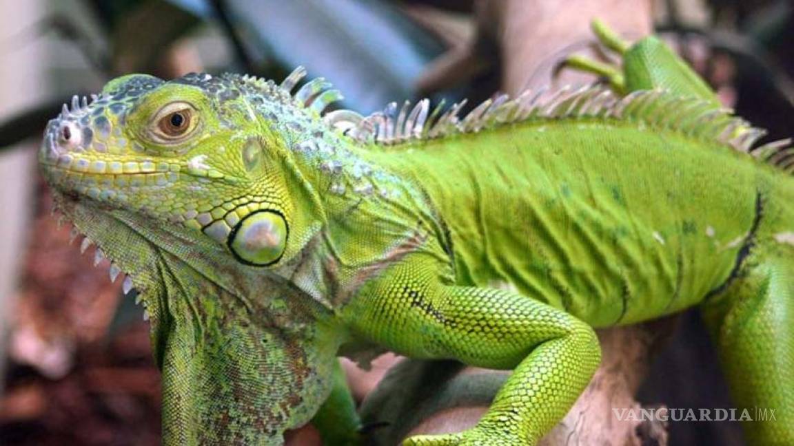Acaban con las iguanas en Juchitán; &quot;es un platillo exótico&quot;