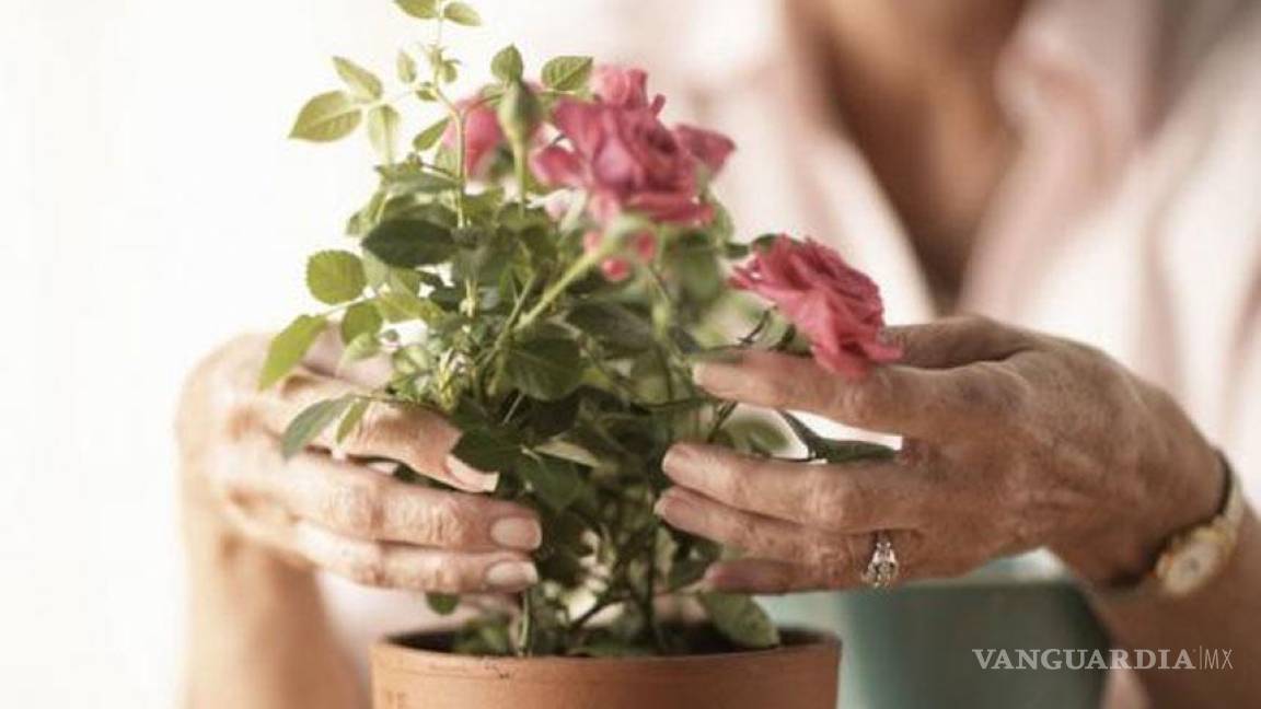 Cómo plantar rosales en macetas