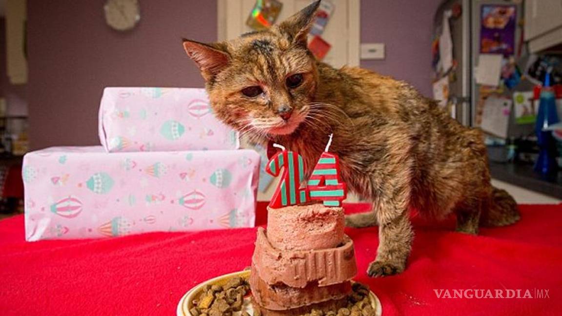 El gato más viejo del mundo cumple 24 años