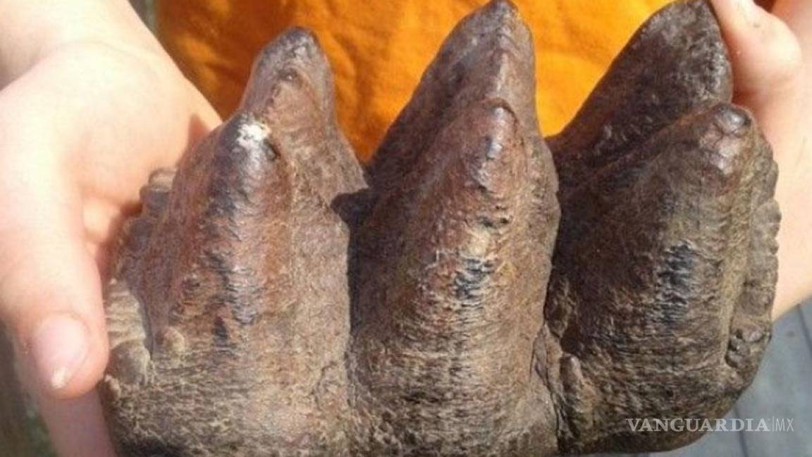 Niño descubrió diente de mastodonte de 10 mil años