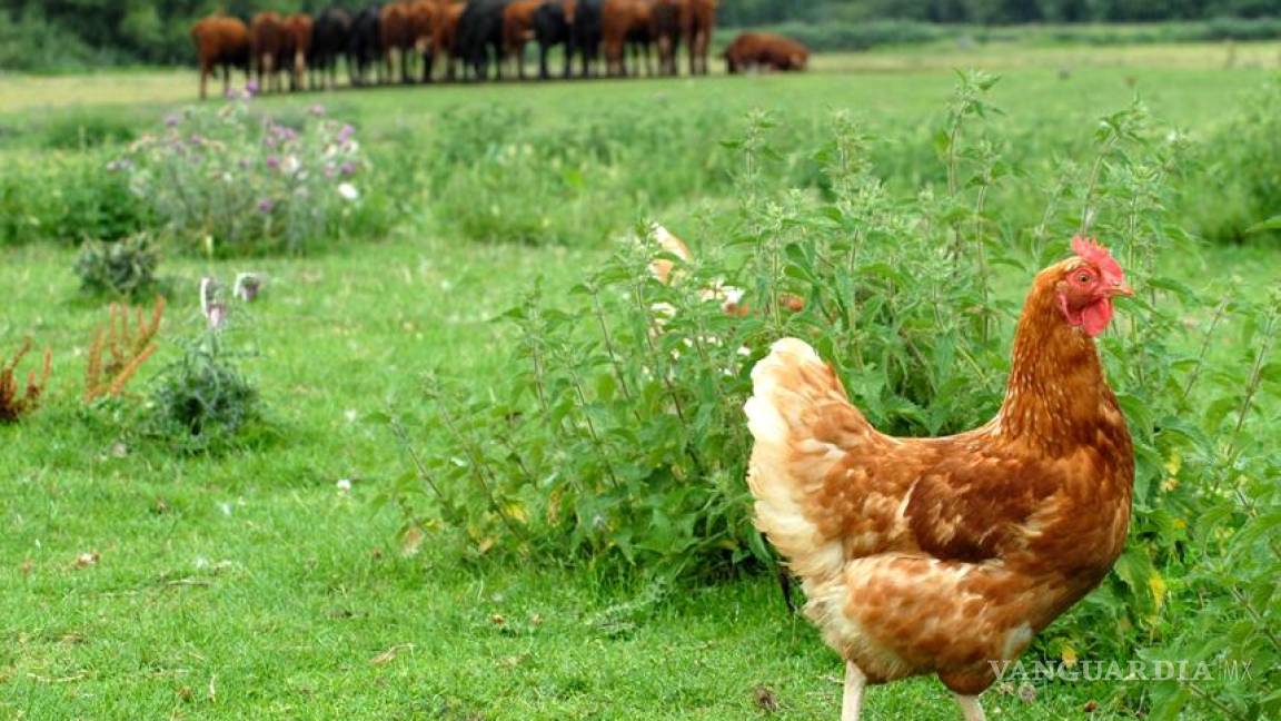 Plagas de los pollos pueden afectar a sus mascotas