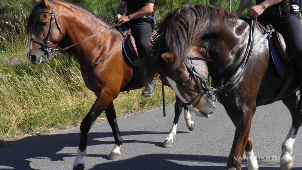 Muere niña por patada de caballo de Policía