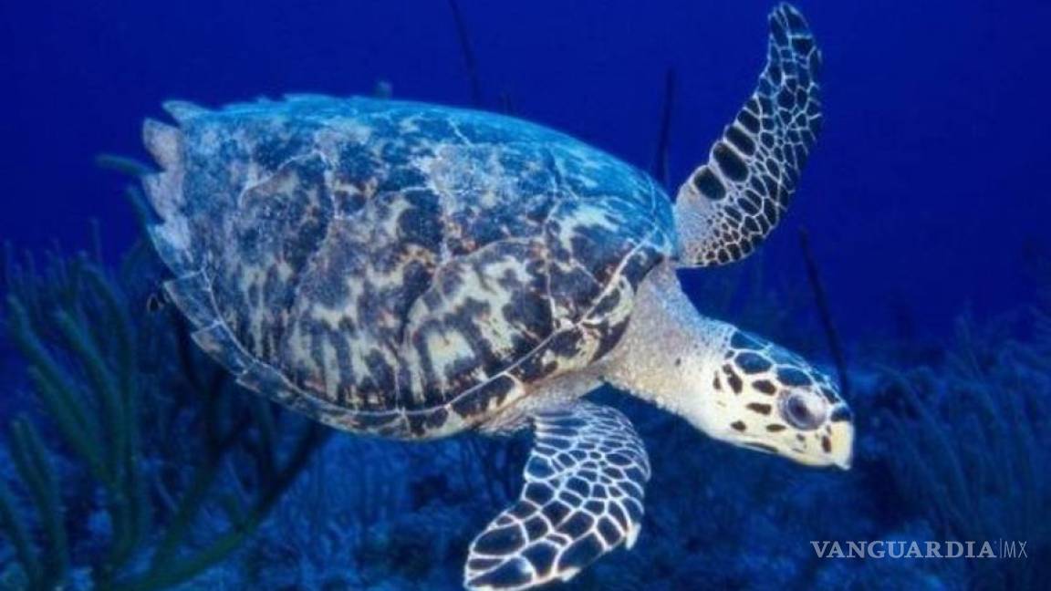 Evalúa EU sanciones económicas a México por muerte de tortugas caguamas en BCS
