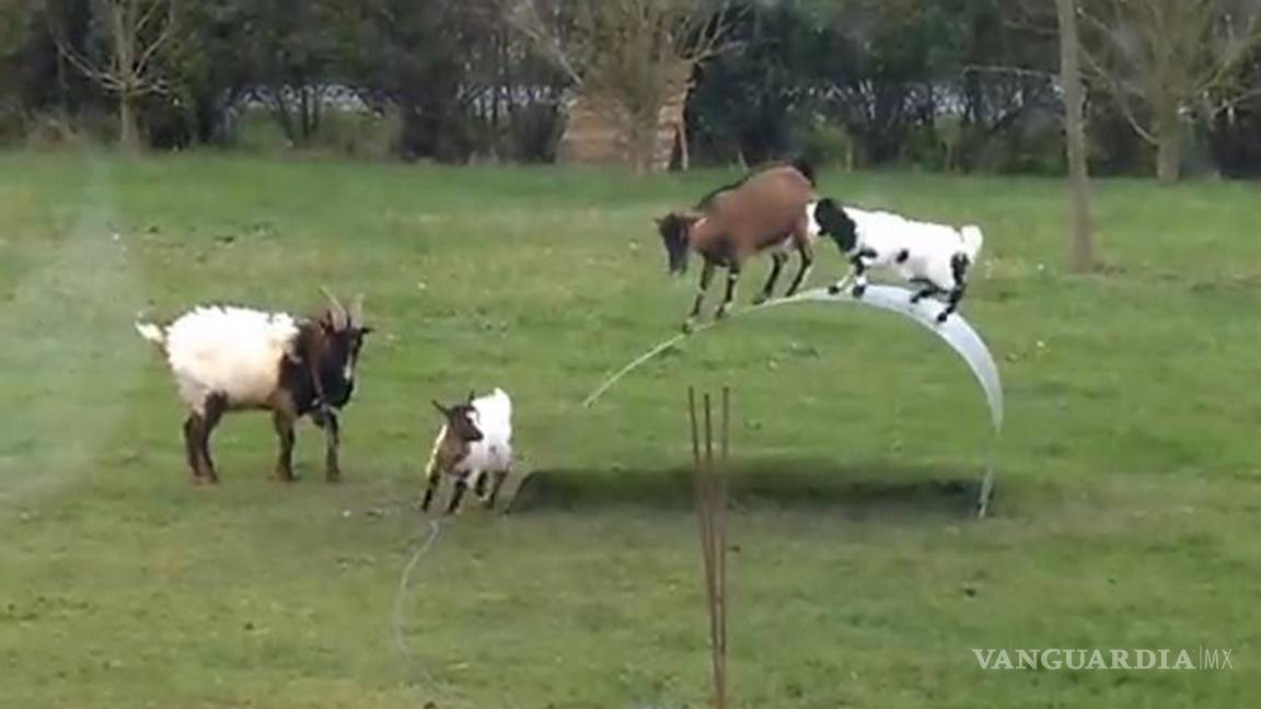 Cabras juegan como niños a mantener el equilibrio