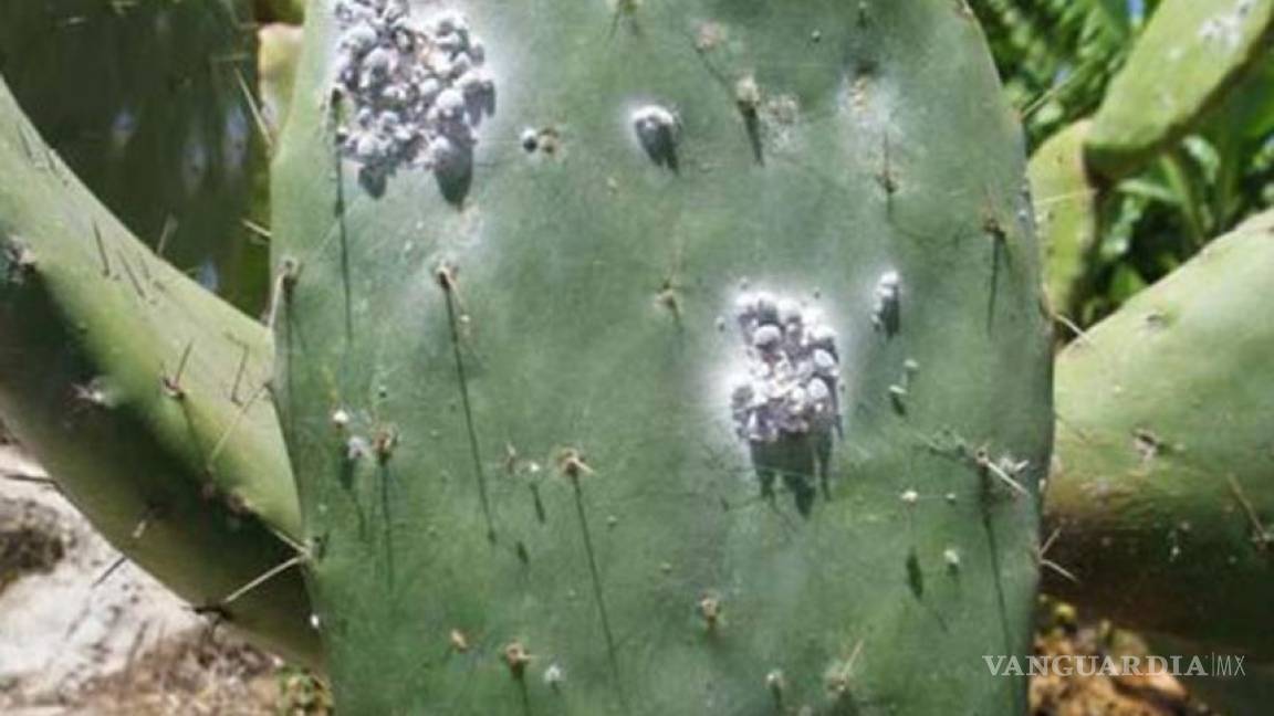 Desarrollan bioinsecticida que elimina plaga que afecta cultivos de nopal