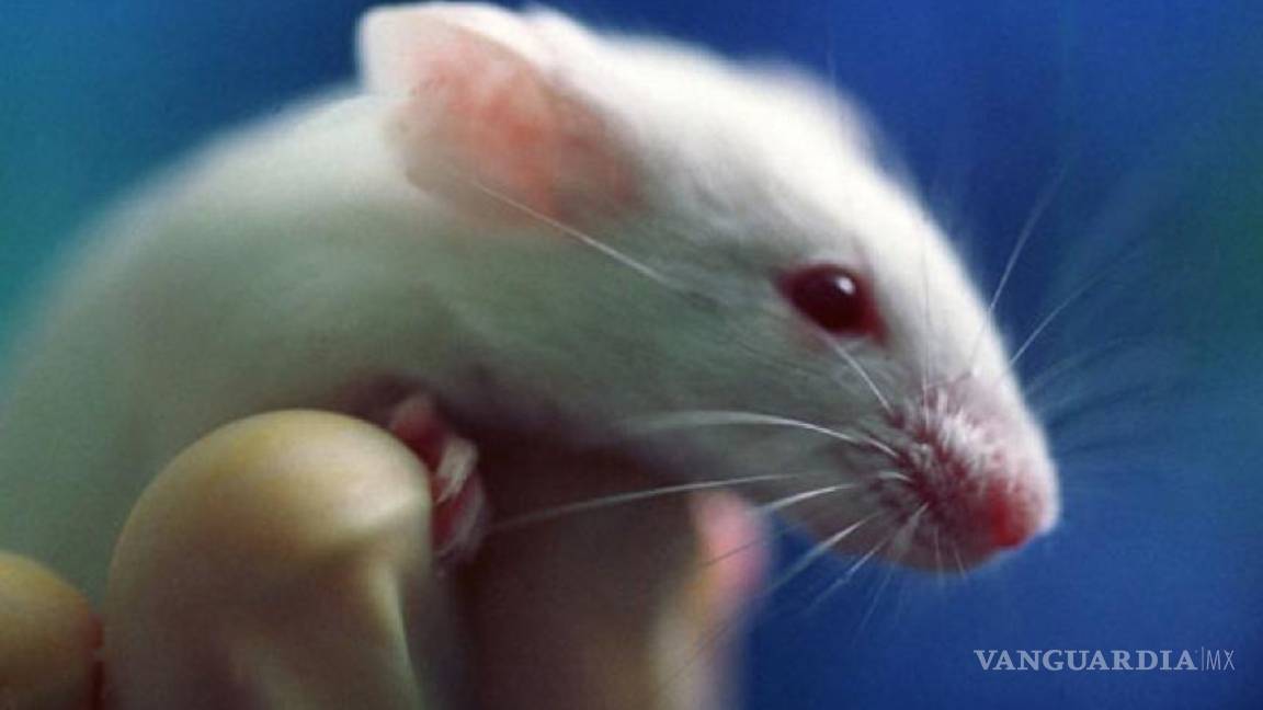 Logran revertir pérdida de memoria en ratones con Alzheimer