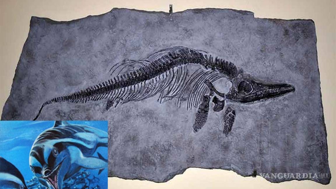 Fósil almacenado en un museo inglés es una nueva especie de ictiosauro