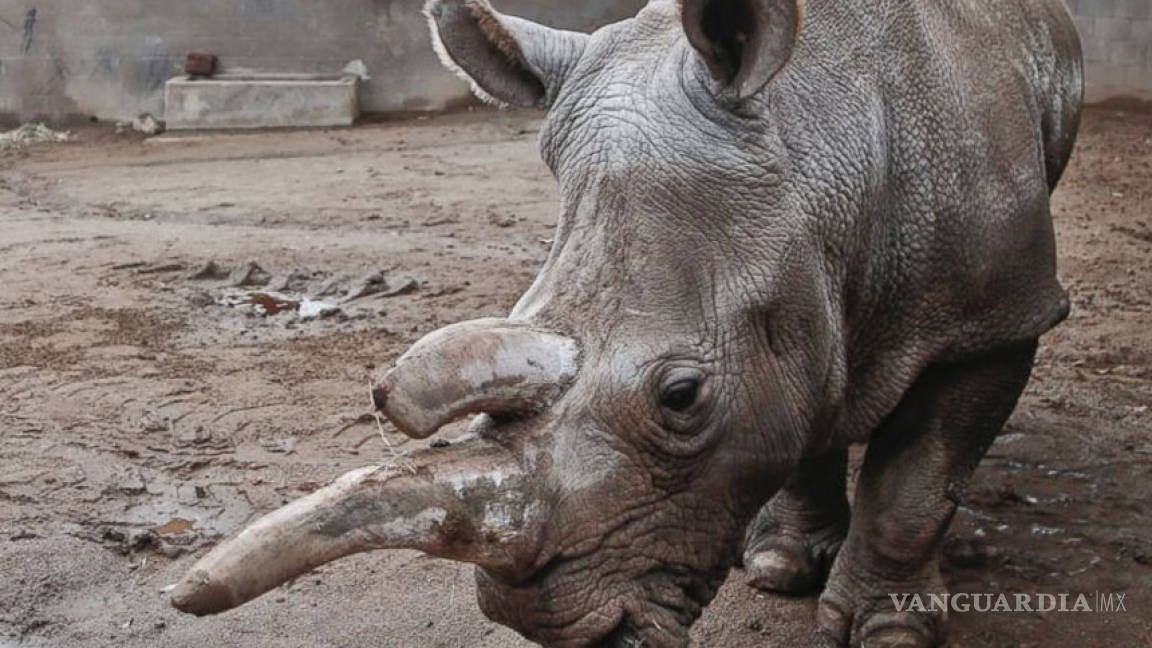 Muere rinoceronte blanco en EU; sólo quedan tres en el mundo