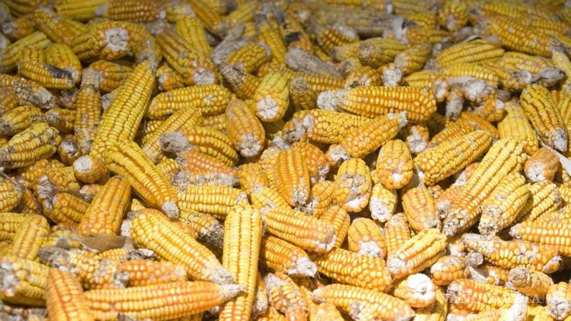 Monsanto espera avalal de maíz transgénico para invertir