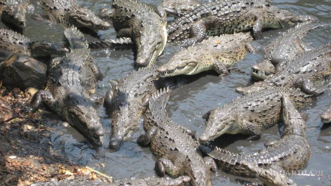 Cocodrilos siameses, en granjas de Tailandia