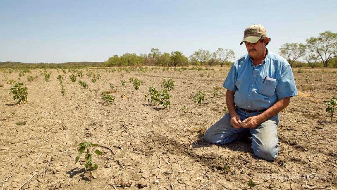 Este año no habrá tanta sequía en el campo de Coahuila: Seder