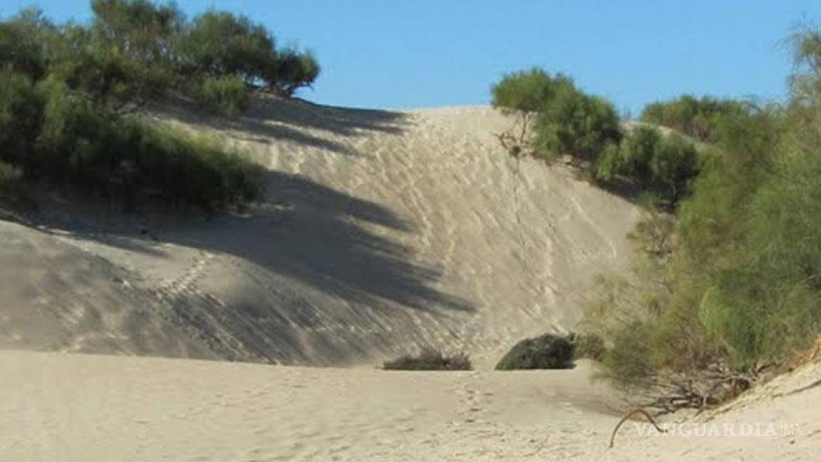 Dunas costeras perdieron 14% de vegetación y superficie en 30 años