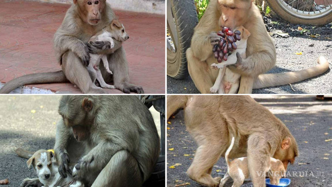 Un mono adoptó a un perro callejero, lo cuida y alimenta