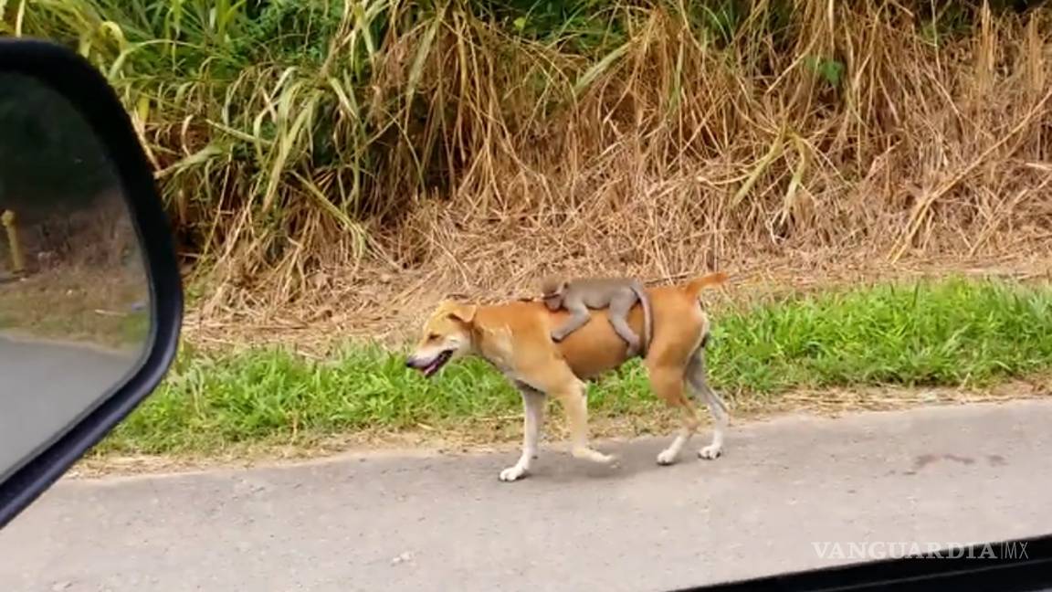 El enternecedor video de una perra que 'adopta' a un mono en Malasia