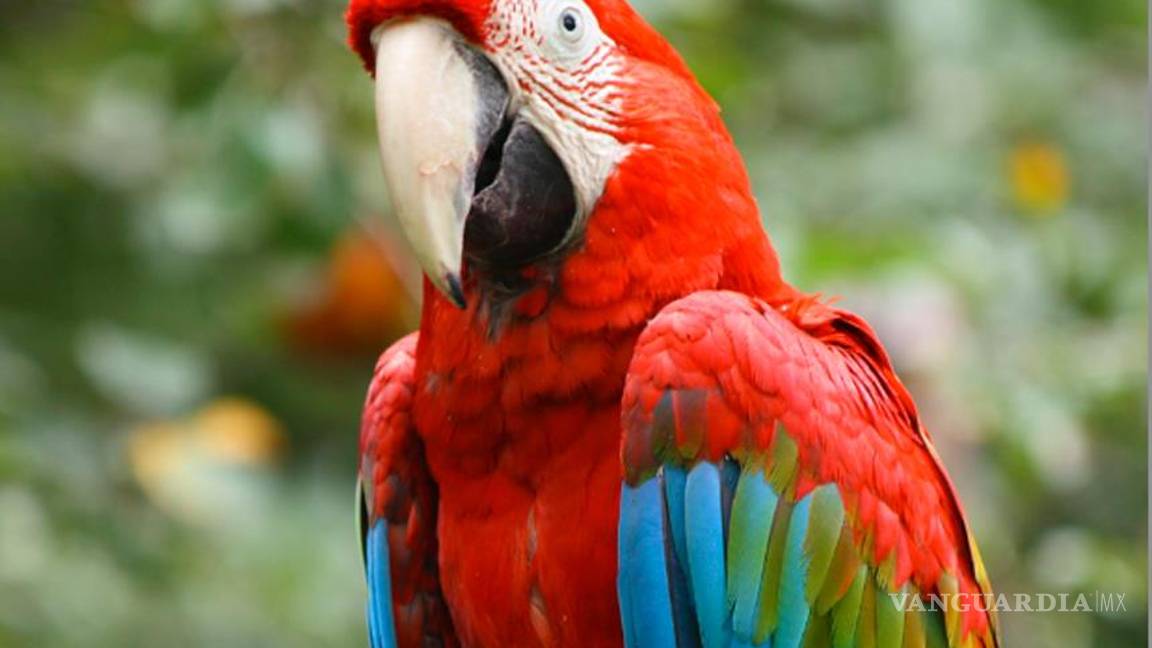 Xcaret dona guacamayas rojas a Chiapas para reproducirse