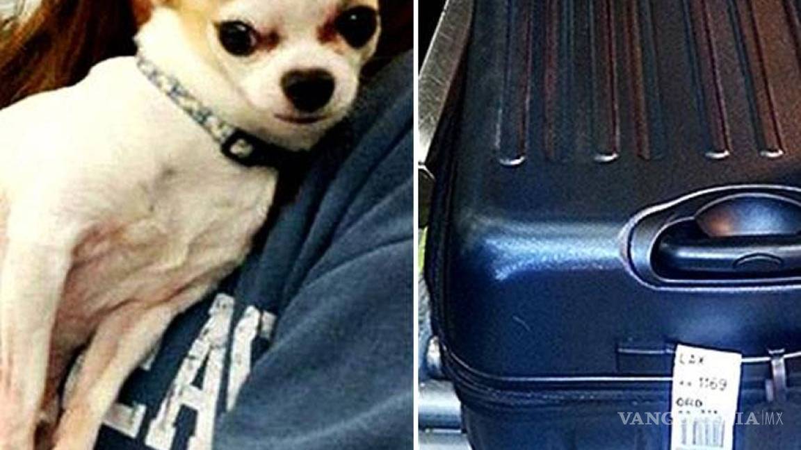 Mujer provoca alerta en aeropuerto de NY, llevaba a su perro dentro de maleta
