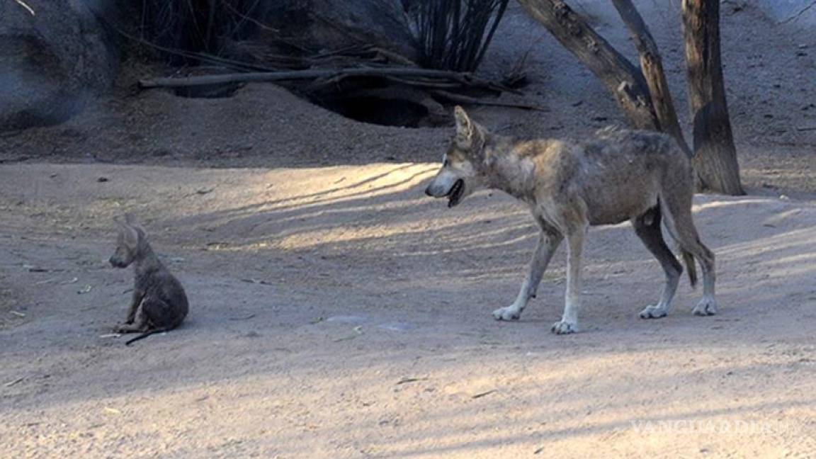 Logran reproducir camada de lobo en peligro de extinción en Sonora