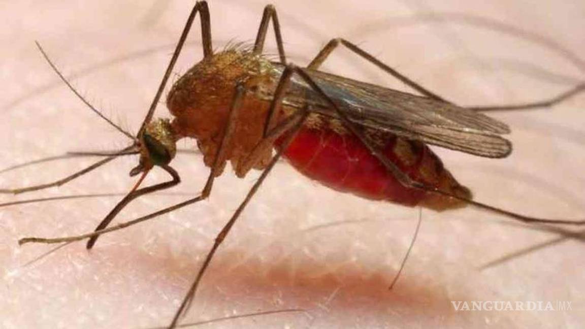 Los nazis intentaron usar mosquitos como armas biológicas