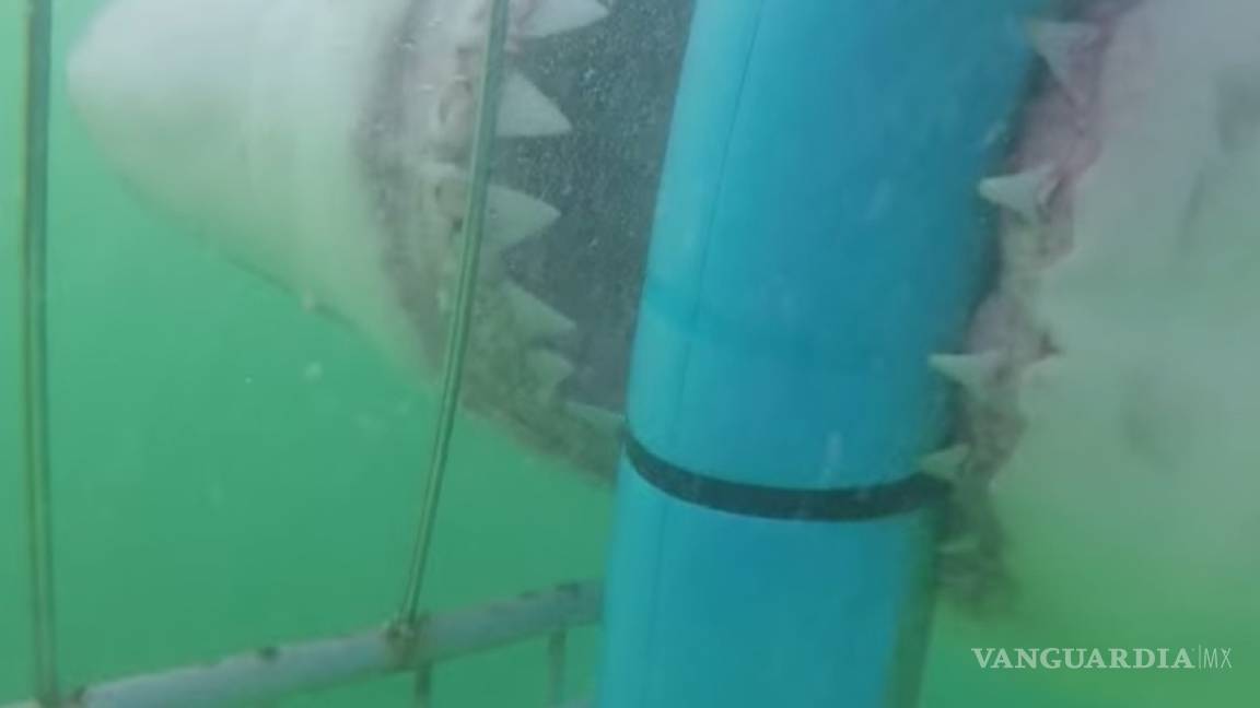 Grasa Ejercicio mañanero Insatisfecho Video) Tiburón blanco ataca jaula de turistas en Sudáfrica