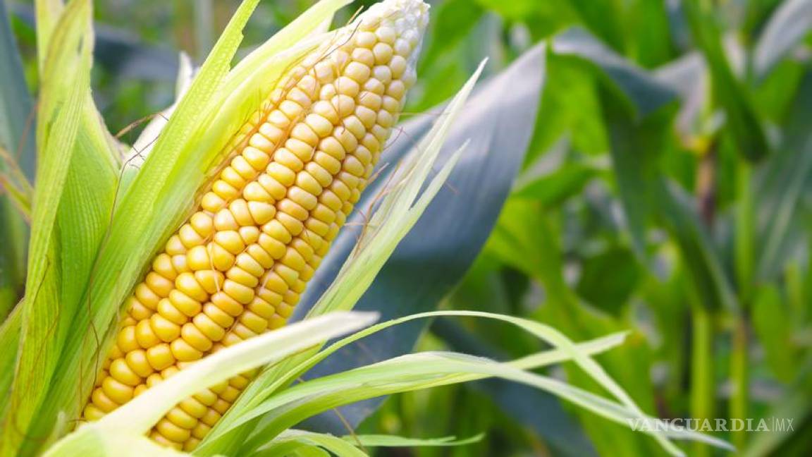 México gastará 30 mil mdp en maíz amarillo transgénico