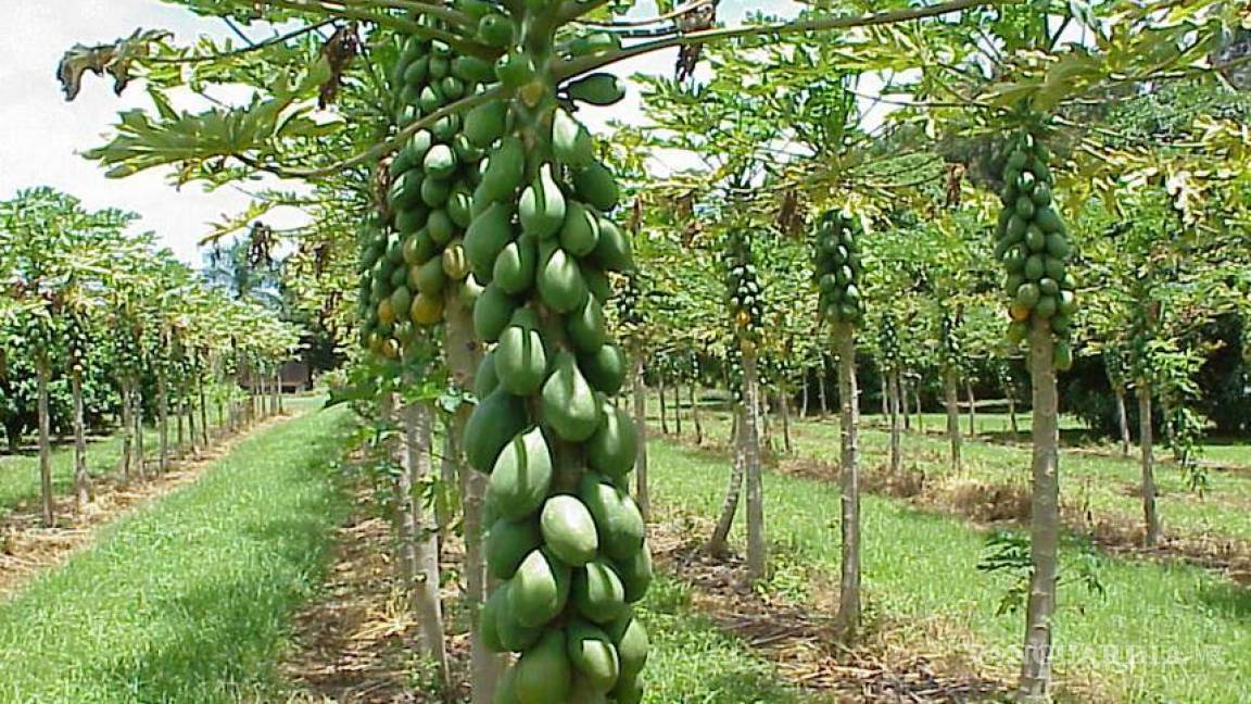 Tecnología mexicana salva producción de papaya al detectar virus