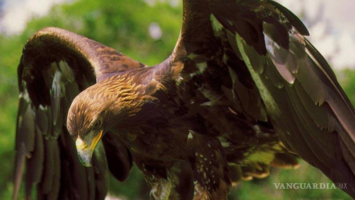 El águila real, base del escudo nacional, en peligro de extinción