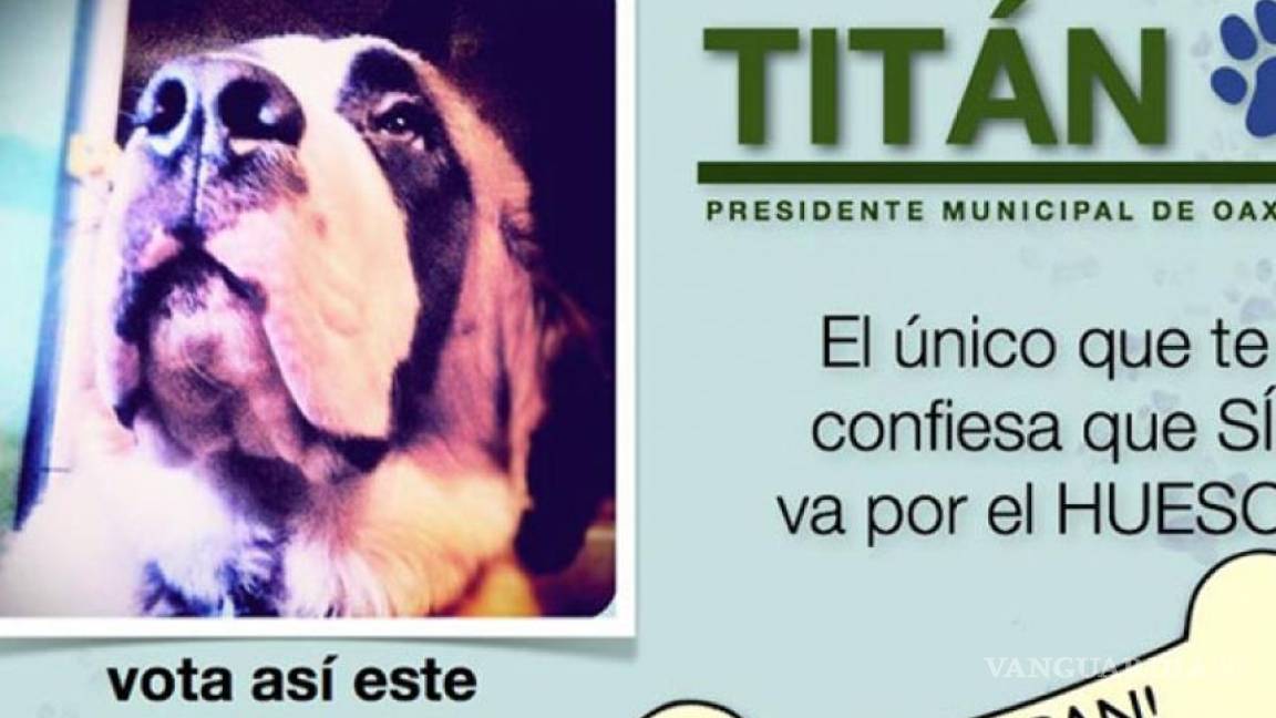 Titán, el perro &quot;CANdidato&quot; en Oaxaca
