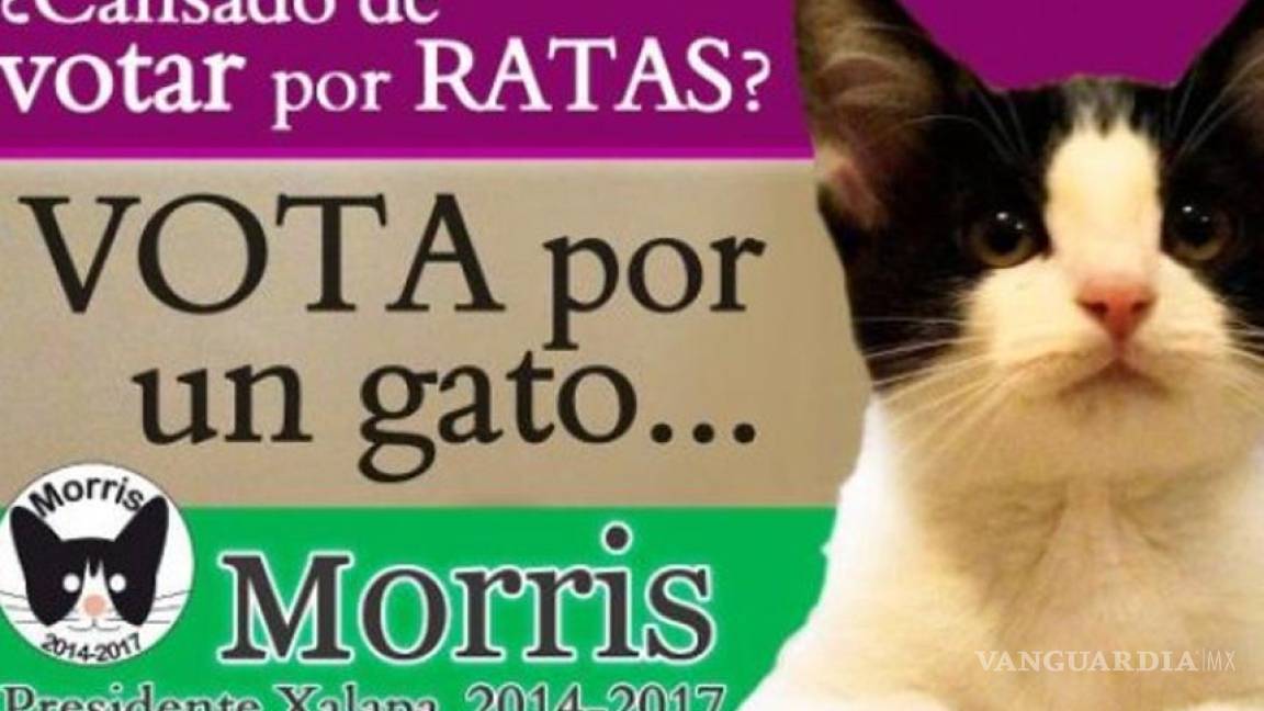 Morris', el gato político que promete y no nada: prensa internacional